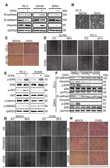 Co-IP-MS/MS、生物信息學(xué)分析-客戶文獻(xiàn)-輝駿生物.png