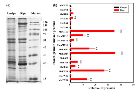 iTRAQ蛋白質(zhì)組學(xué)分析、itraq實(shí)驗(yàn)服務(wù)、iTRAQ技術(shù)