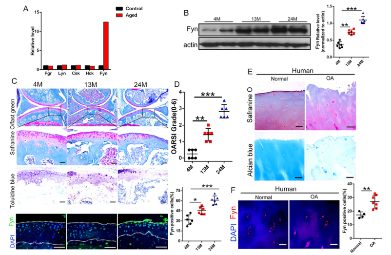 iTRAQ蛋白質(zhì)組學分析、itraq實驗服務、iTRAQ技術(shù)