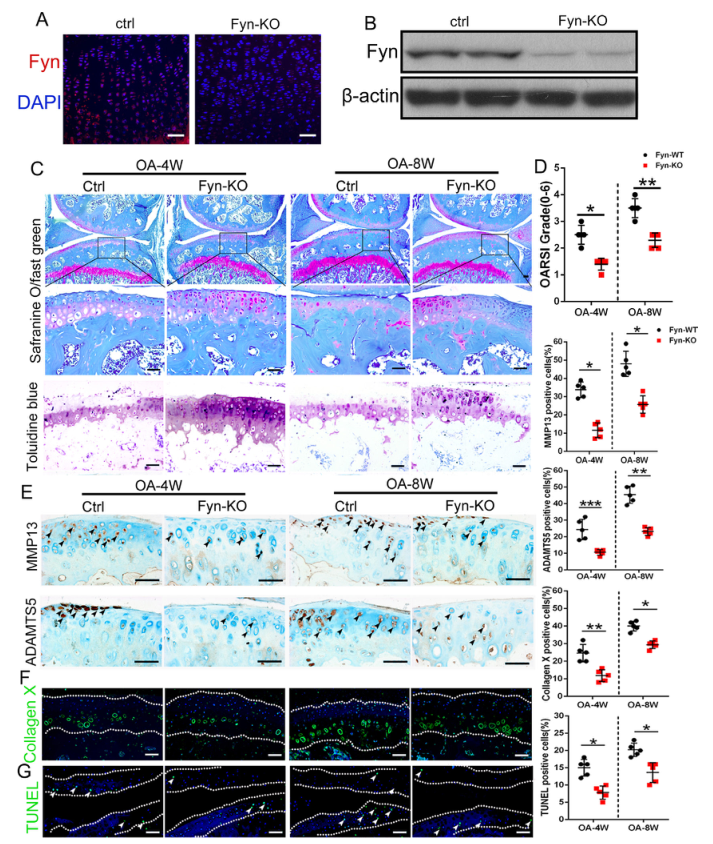 iTRAQ蛋白質(zhì)組學分析、itraq實驗服務、iTRAQ技術(shù)