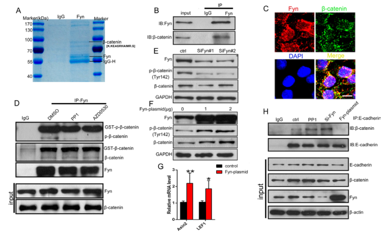 iTRAQ蛋白質(zhì)組學分析、itraq實驗服務、iTRAQ技術(shù)