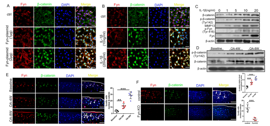 iTRAQ蛋白質(zhì)組學分析、itraq實驗服務、iTRAQ技術(shù)