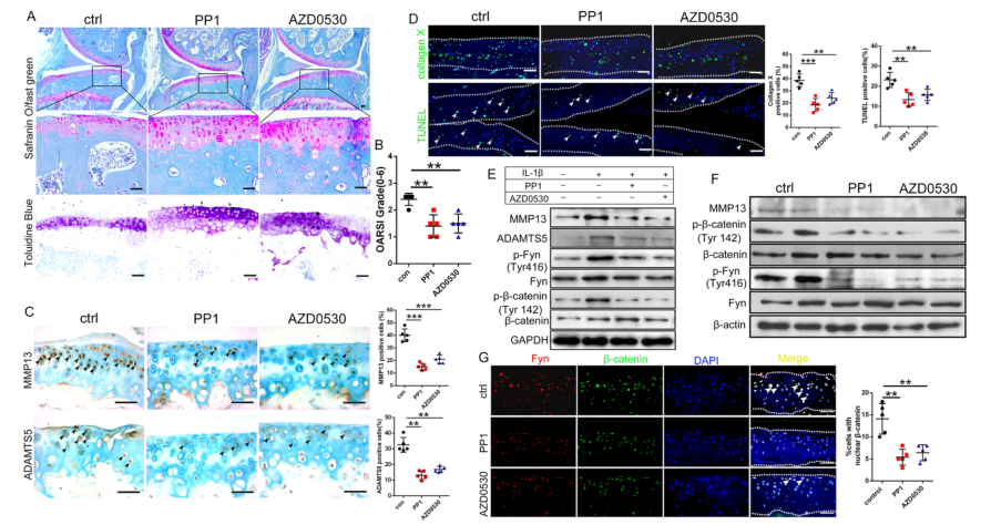 iTRAQ蛋白質(zhì)組學分析、itraq實驗服務、iTRAQ技術(shù)