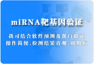 miRNA靶基因驗證（雙熒光素酶實驗）