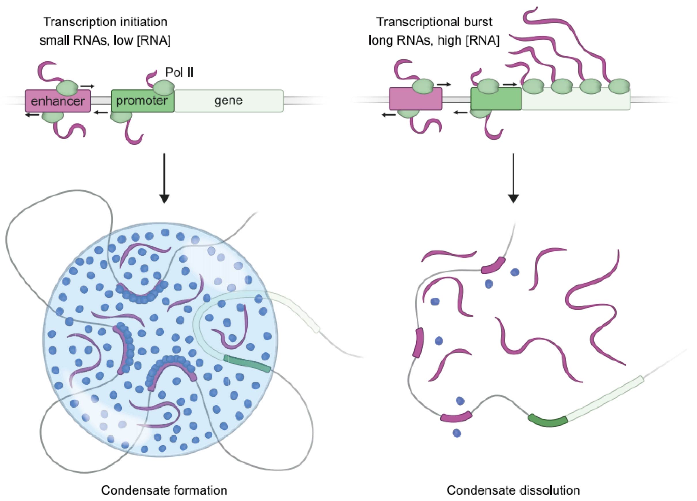 轉錄凝聚物的 RNA 介導反饋控制模型。