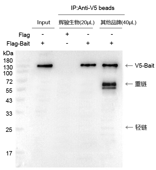 V5標簽抗體磁珠使用案例-強親和力,結合量高