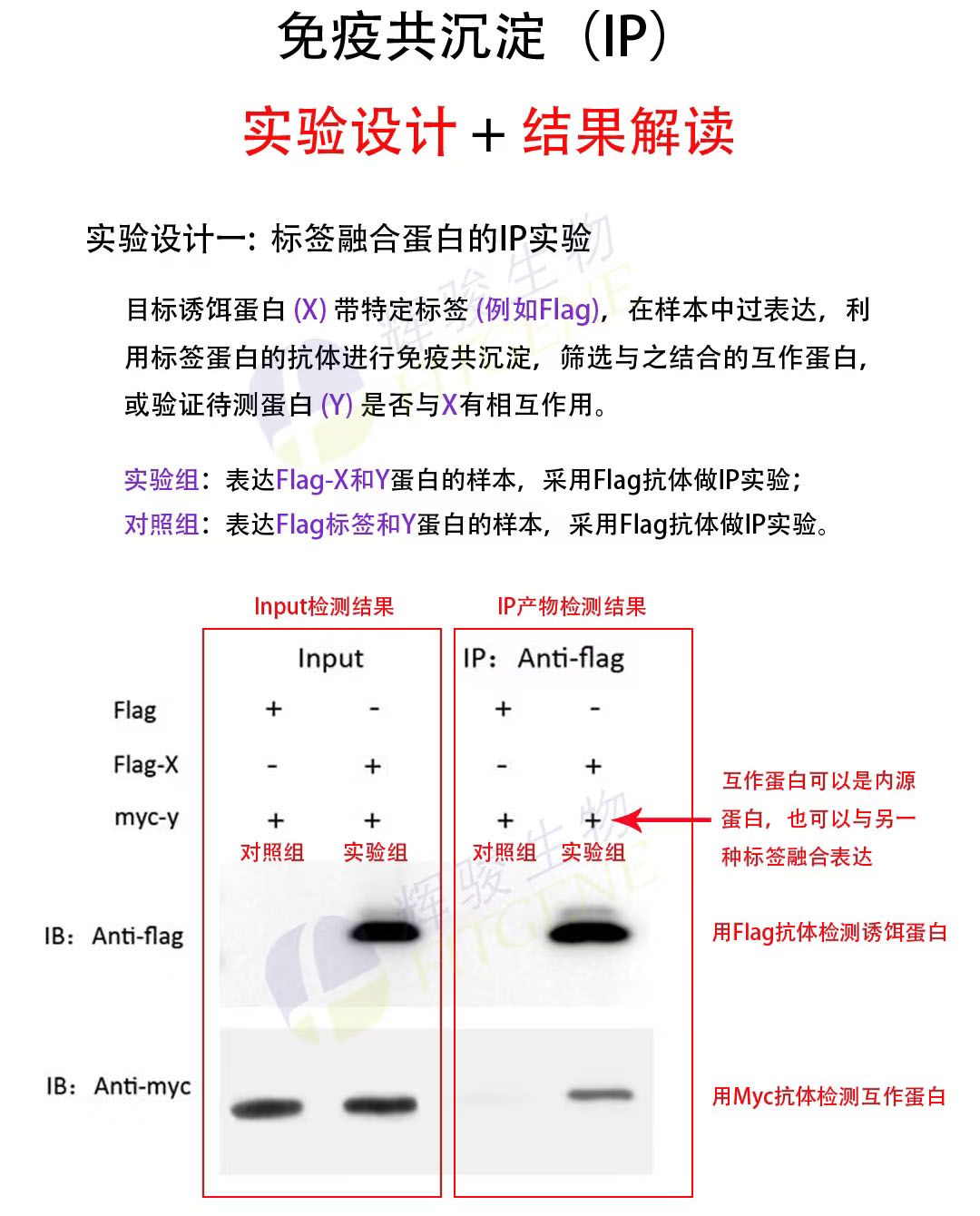 輝駿生物IP實(shí)驗(yàn)設(shè)計(jì)及結(jié)果解讀