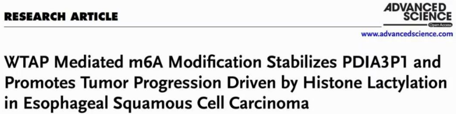 輝駿生物RNA pulldown試劑盒客戶文獻(xiàn).png