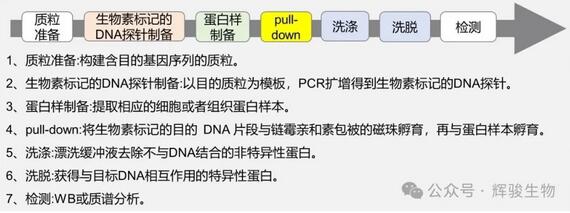 DNA pull-down實驗步驟-輝駿生物.jpg