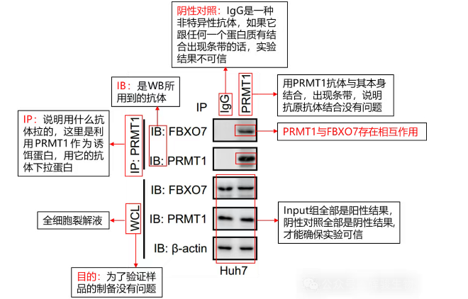 Co-IP文獻(xiàn)實(shí)例解讀-輝駿生物.png